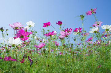コスモス