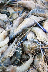 Fresh shrimp in the market