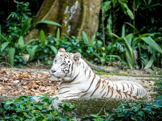 Animal: White Tiger