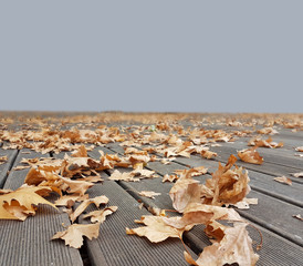 autumn winter background leaves wind weather