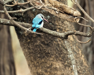 Woodland kingfisher, looking right with back to camera, sitting on branch of tree. Tarangire National Park, Tanzania, Africa.