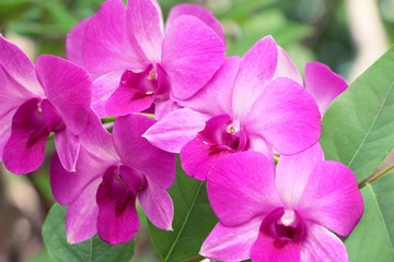 Naklejka na ściany i meble Orchid in garden with nature