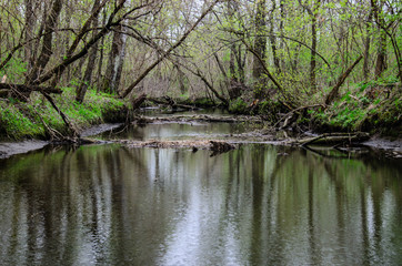 River in the forest