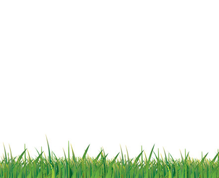 Green grass on white background vector