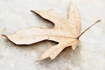 Brown dry leaves on the floor