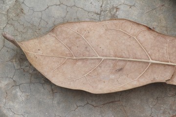 Brown dry leaves on the floor