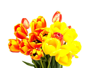 Spring tulips flowers