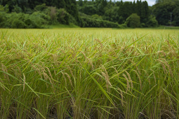 田んぼの稲