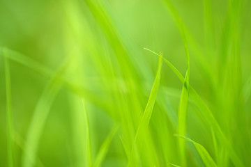 Hintergrund aus Gras