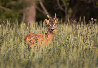 Roe deer (Capreolus capreolus)