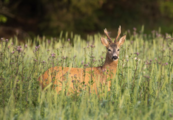Roe deer (Capreolus capreolus)