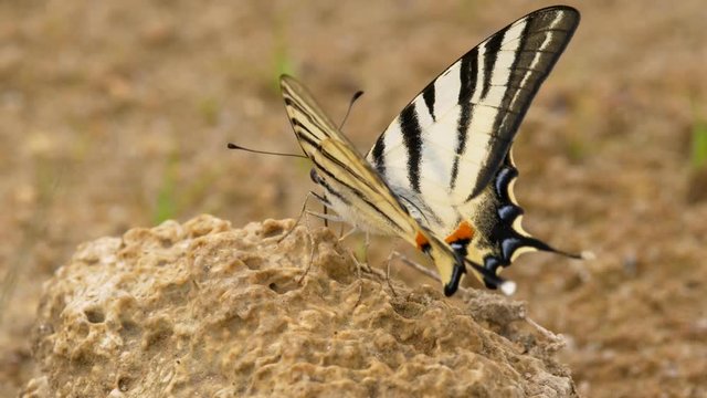 Scarce swallowtail (Iphiclides podalirius)