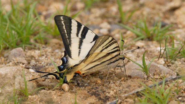 Scarce swallowtail (Iphiclides podalirius)