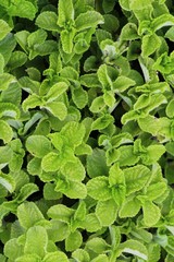 Pepper mint leaves in garden with nature