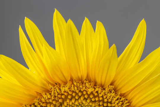 Close up or macro view of part of a sunflower on gray background. Selective focus