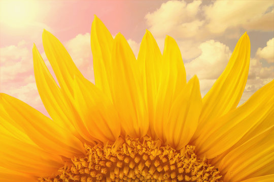 A part of a sunflower on blue sky background with clouds and sunlight. Selective focus