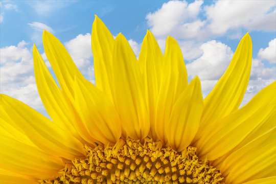 A part of a sunflower on blue sky background with clouds. Selective focus