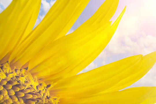 A part of a sunflower on blue sky background with clouds and sunlight. Selective focus