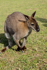 Naklejka na ściany i meble Kangaroo meadow