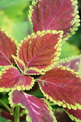 Red leaves in garden with the nature