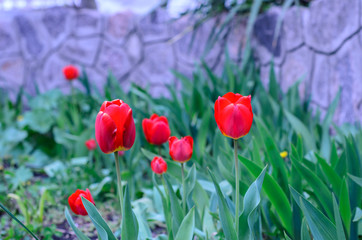 Red tulip on a flowerbed in garden