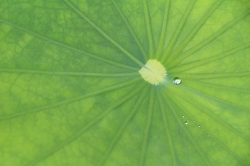 Green leaf with drops of water with nature