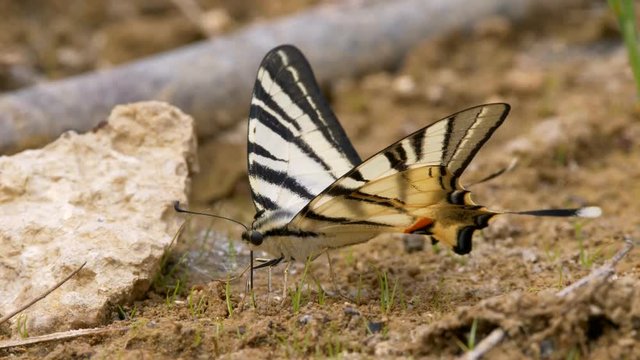 Scarce swallowtail (Iphiclides podalirius)