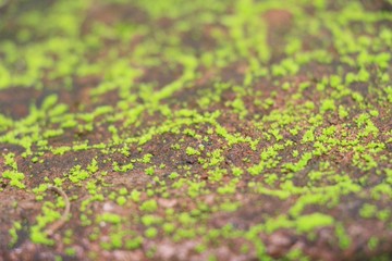 Green moss on rock floor with nature