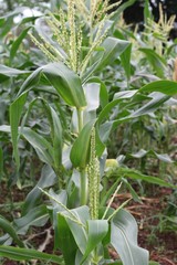 Seedlings of corn in farm with nature