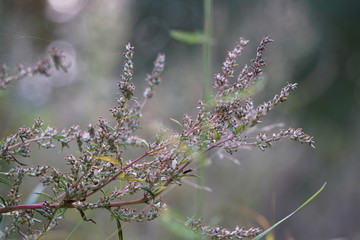 Früchte des gewöhnlichen Beifuß Artemisia vulgaris