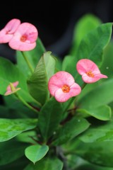 Euphorbia milli crown of thorns in nature