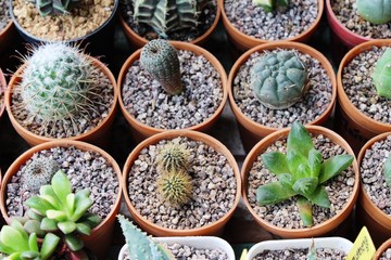Beautiful small the cactus in the pot