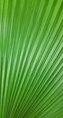 Green Leaves for Background