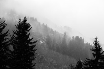 Various layers of trees and plants on a mountain side in the midst of fog