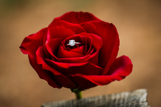 Wedding ring tucked into a single rose.