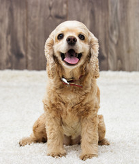 American cocker spaniel sitting and looking in the apartment