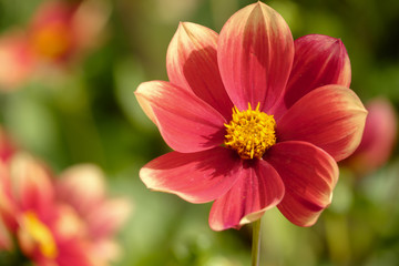 Einfach blühende Dahlie (Dahlia), Sorte Karneol