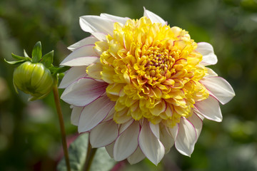 Anemonenblütige Dahlie, Sorte Freya`s Paso Doble