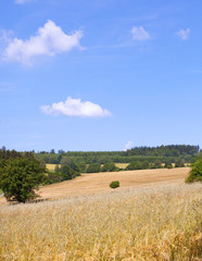 Landscape with a Field of Wheat in Bohemia