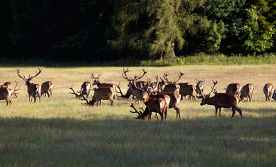 Naklejka na ściany i meble Large Herd of Elks Grazing on a Meadow