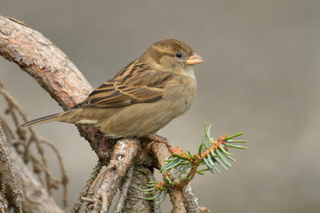 Haussperling