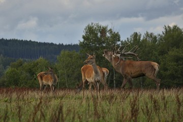 Obraz na płótnie Canvas Red deer on the green grass during the deer rut in the nature habitat of Czech Republic, european wildlife, wild europa, deer rut, Cervus elaphus.