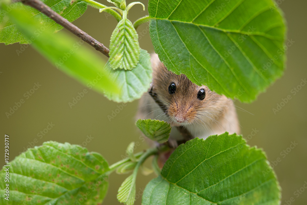 Poster a close up of the head and nose of a harvest mouse peering through some leaves on a branch