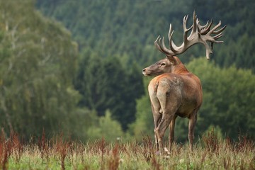 Red deer on the green grass during the deer rut in the nature habitat of Czech Republic, european wildlife, wild europa, deer rut, Cervus elaphus.