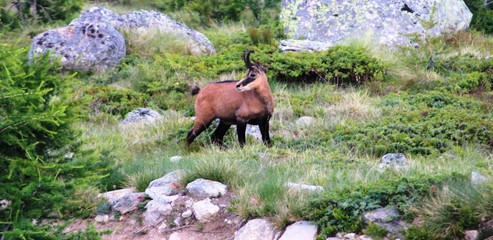 chamois