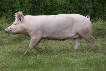 Young pig running on the summer meadow