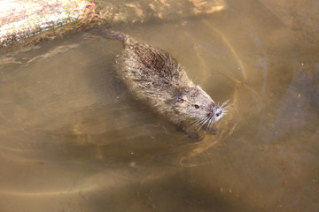 Schwimmender Sumpfbiber