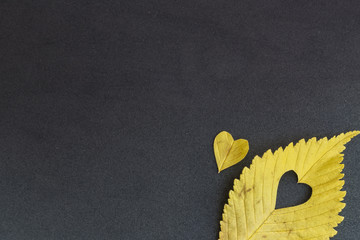  yellow elm leaf with cut heart on grey background