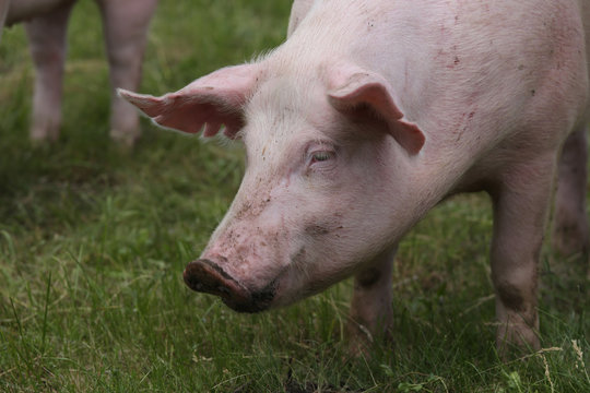 Domestic duroc breed pig head shot at animal farm on pasture
