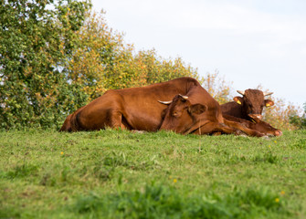Fototapeta premium Kühe liegen auf der Wiese